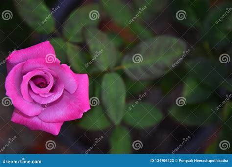 Beautiful Blooming Pink Rose Flower With Blur Background Stock Image