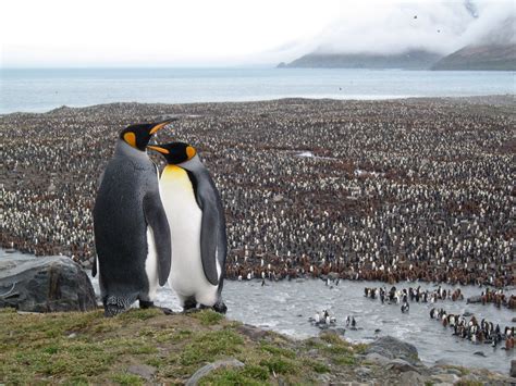 Walk Among King Penguins On South Georgia Island Join Our Antarctic Expedition Our Itinerary