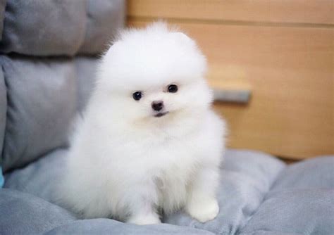 Beautifull Pomeranain Puppies For Sale For Sale Adoption From Cleveland
