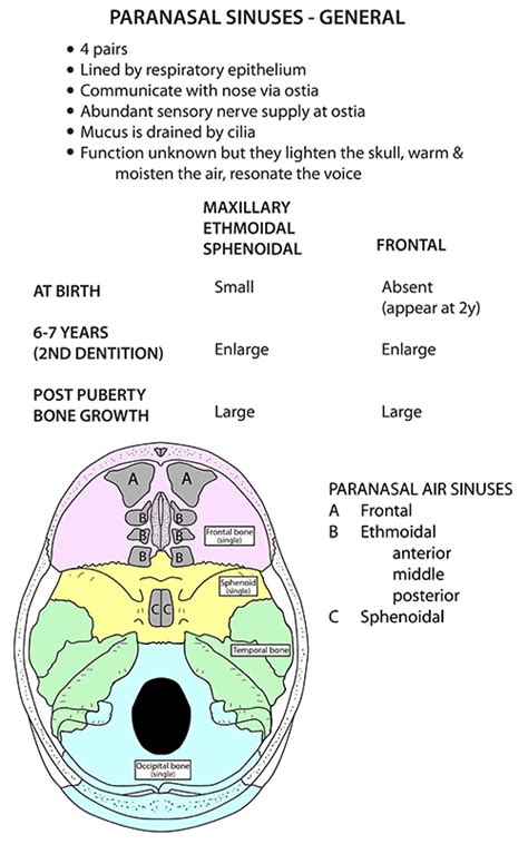 Instant Anatomy Head And Neck Areasorgans Paranasal Sinuses