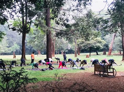 Nairobi Arboretum 2019 What To Know Before You Go With Photos