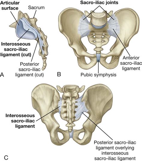 Pelvis Bone Anatomy Labeled