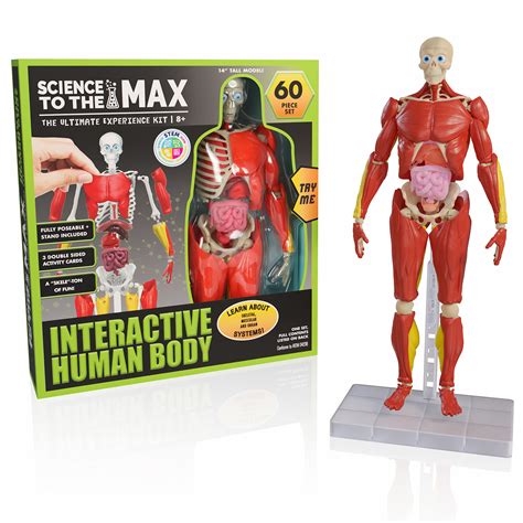 Buy Be Amazing Toys Interactive Human Body 60 Piece Fully Poseable Anatomy Figure 14” Tall