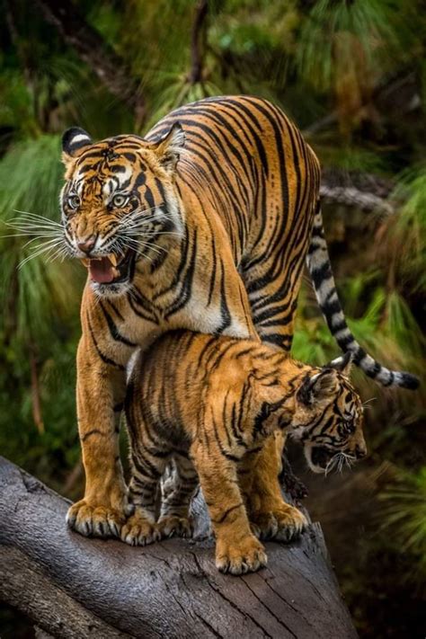 The Wrath Of S Mother A Bengal Tiger Protecting Her Cub From Danger In Jim Corbett National