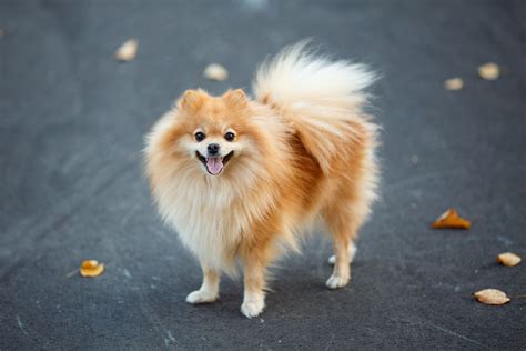 German Spitz Dog Breed Characteristics And Care