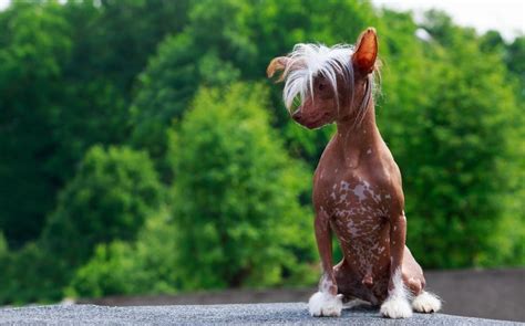Las 5 Razas Más Populares De Perros Sin Pelo Mascota Y Salud