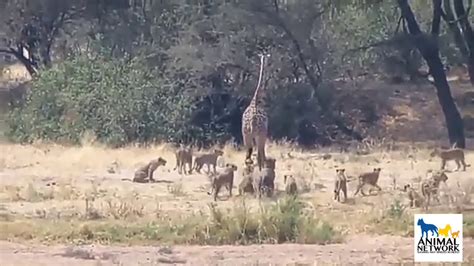 Giraffe Attacked By Group Of Lions Still Giraffe Survives🔥🔥 Youtube