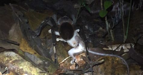 Spider Eating Possum Giant Tarantula Spider Drags Away Eats Opossum