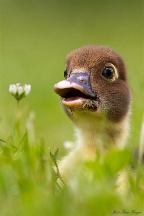 117 Best Images About Art And Photos Ducks On Pinterest