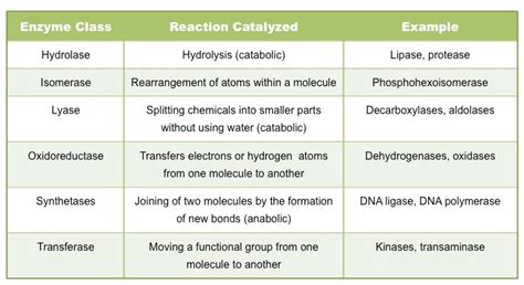 Types of Enzymes | BioNinja