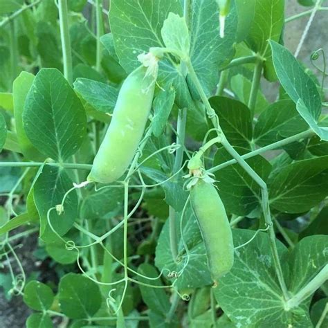 Pea Alaska Pisum Sativum Vegetable Seed Permaculture Gardening