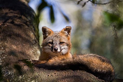 David Moynahan Photography Mammals Gray Fox