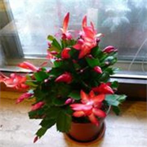 Seguite le mie indicazioni e scoprirete un mondo nuovo fatto di piccole gioie. Pianta grassa a forma di cuore - Piante grasse - Piante ...