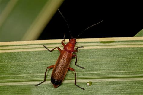 Irish Wildlife Photography Common Red Soldier Beetle Rhagonycha Fulva