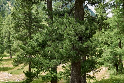 Sosna Limba Pinus Cembra Uprawa I Pielęgnacja Uprawa Pielęgnacja