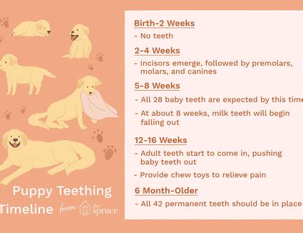 Babies this age usually wake on the early side, take a morning and an afternoon. Puppy Development From Birth to 12 Weeks