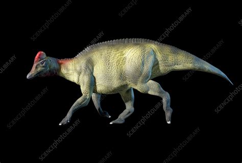 Hypacrosaurus Dinosaur Illustration Stock Image C0562373
