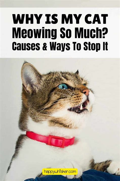 Why Is My Cat Meowing So Much Causes And Ways To Stop It
