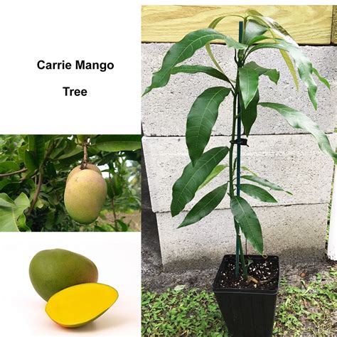 carrie mango plant carrie mango tree live mango tree mango etsy