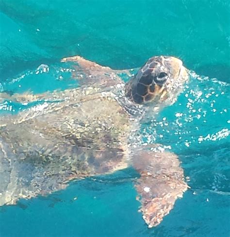 Turtle Spotting Cruise In Zakynthos Zante Grecia
