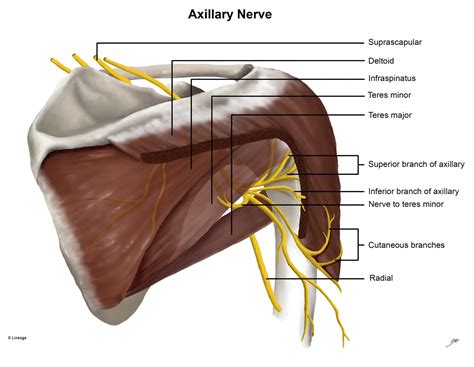 Axillary Nerve Msk Medbullets Step 1