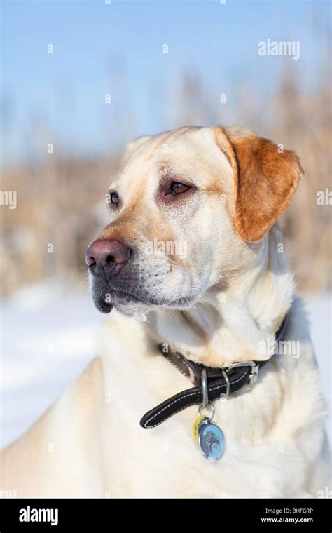 Adult Male Yellow Labrador Retriever In A Winter Setting Assiniboine