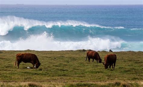 Big Wave Cows Hawaii Photography Hawaii Big Waves