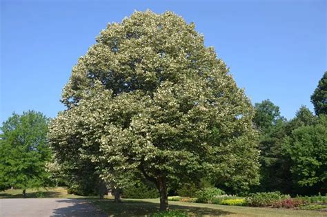 Tilia Tomentosa Noticias De Jardim