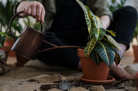 Watering Your Plants The Houseplant Diaries
