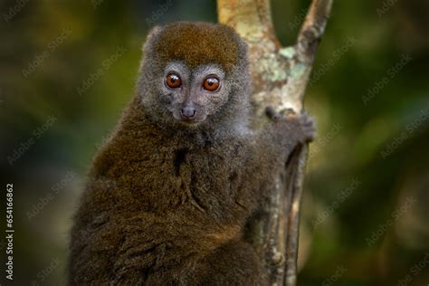 Eastern Lesser Bamboo Lemur Hapalemur Griseus Grey Monkey In The