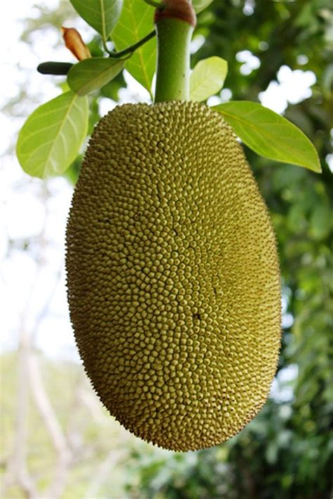 Jackfruit Chakka Pazham The National Fruit Of Bangladesh