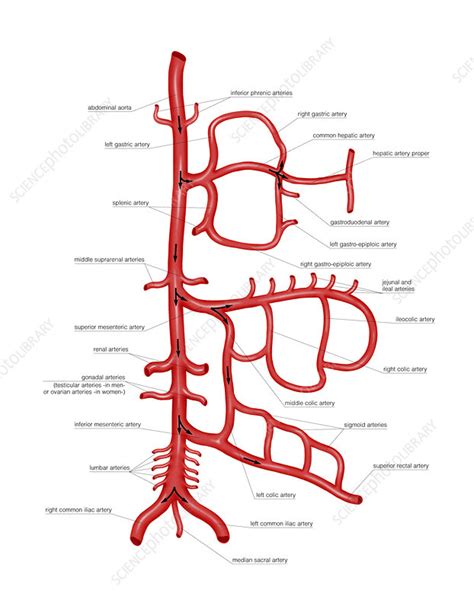 Arterial System Of Abdomen Artwork Stock Image C0212043 Science