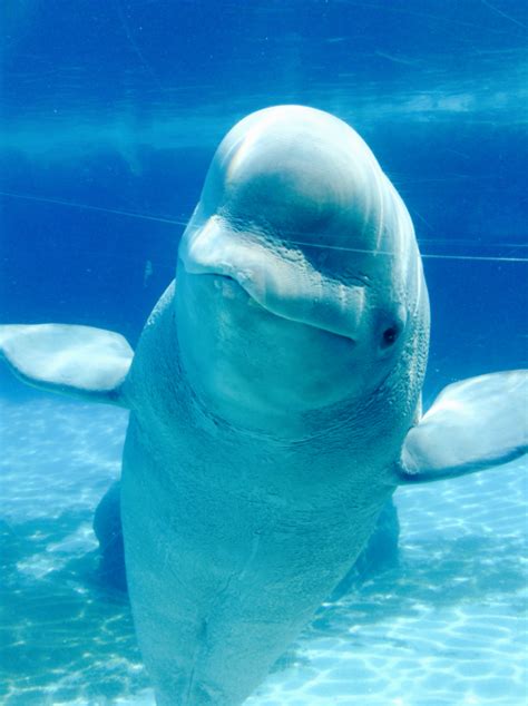 Baby Beluga Whale Tumblr
