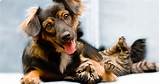 Images of Compare Pet Insurance Quotes