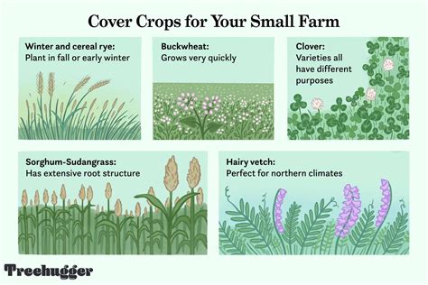 13 Best Examples Of Cover Crops For Your Small Farm
