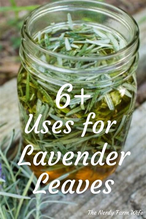 6 Uses For Lavender Leaves Artofit
