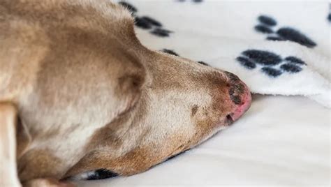 Sunburn In Dogs Symptoms Causes And Treatments Dogtime