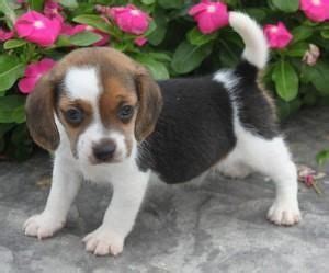 Beagle puppies for sale $500. Beagle Puppies For Sale | Minneapolis, MN #152905
