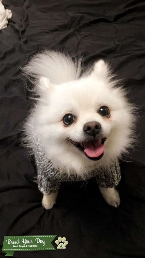 Beautiful White Pomeranian Stud Dog In Montreal The United States
