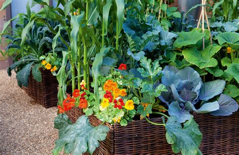 Vegetable Garden Container Ideas For Growing Crops In Pots