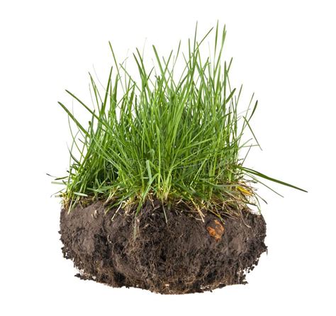Grass Soil And Grass Isolated On White Background Stock Photo Image