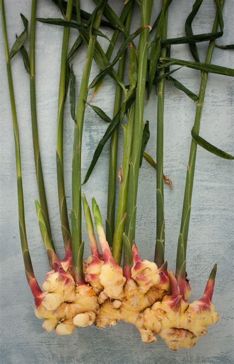 TOP 10 Tips on How To Grow Your Ginger Indoors - Top Inspired