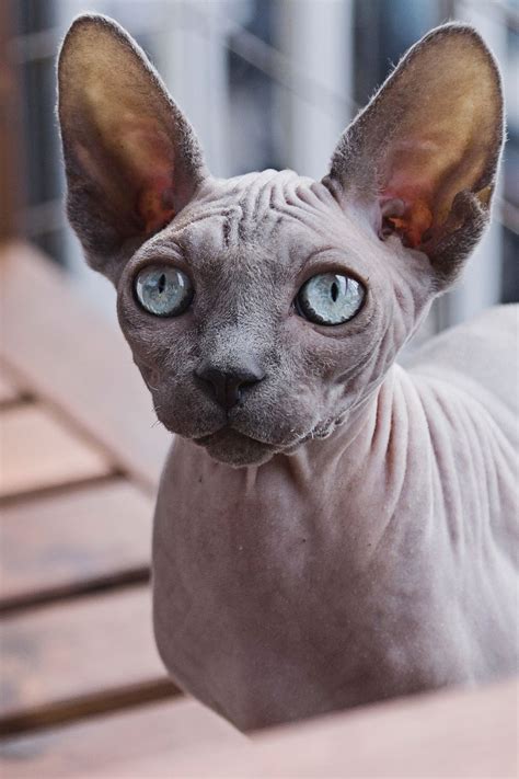 Egyptian Cat Breeds Hairless Pets Lovers