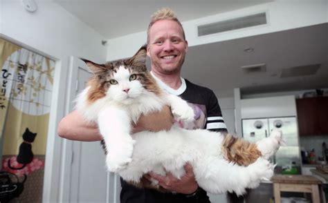 Samson The New Yorks Biggest Cat Amazing