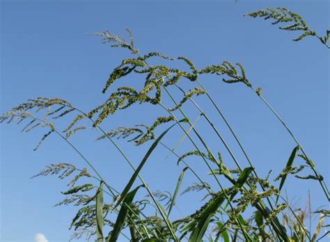 Barnyardgrass Integrated Crop Management