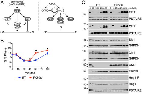 Cip1 tunes cell cycle arrest duration upon calcineurin activation | PNAS