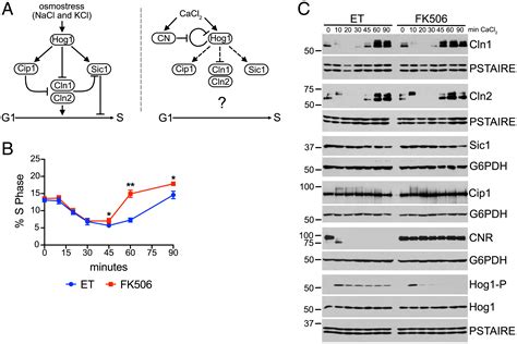 Cip1 Tunes Cell Cycle Arrest Duration Upon Calcineurin Activation Pnas