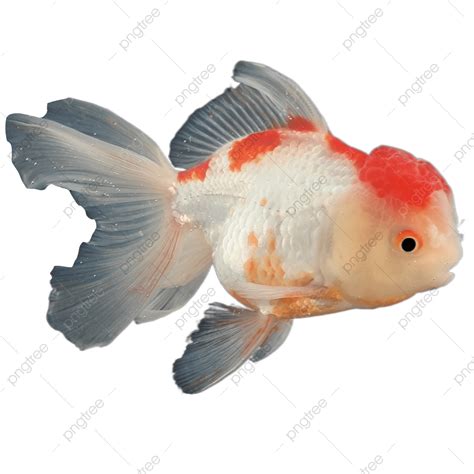 Ikan Koki Merah Putih Ikan Koki Ikan Kartun Png Transparan Clipart
