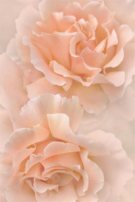 Peach Rose Flowers Bouquet By Jennie Marie Schell Peach Roses Rose