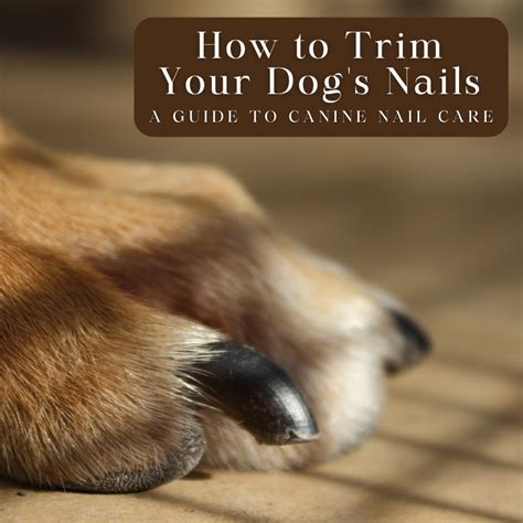 Do Dogs Bite Their Nails To Trim Them Bios Pics